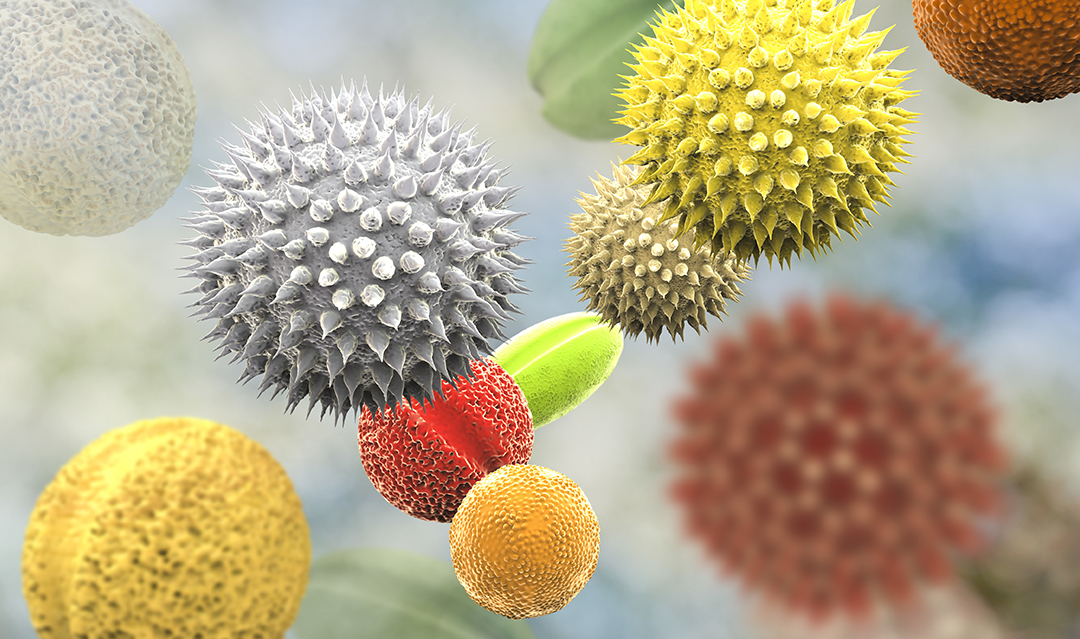 Qu est ce que le pollen