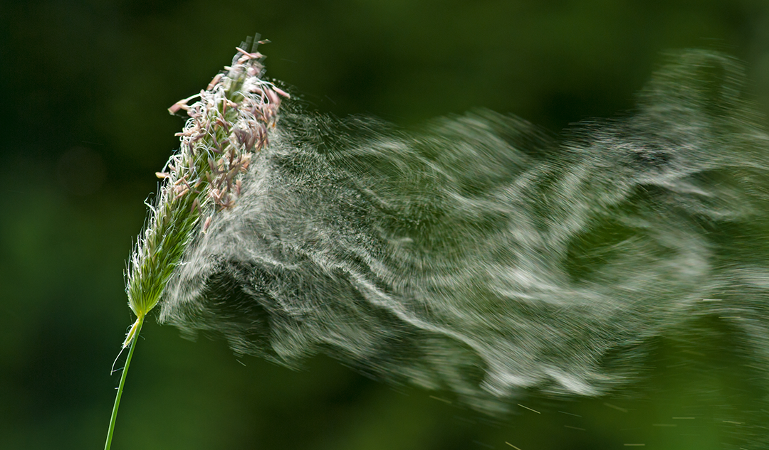 Toile moustiquaire anti-pollen