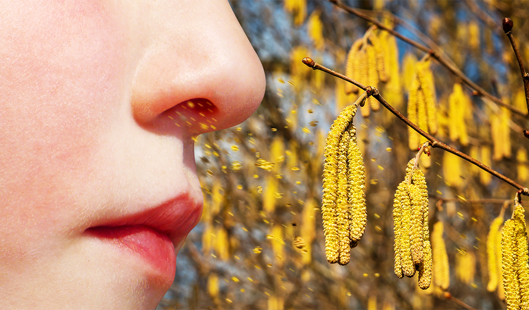 Toile moustiquaire anti-pollen